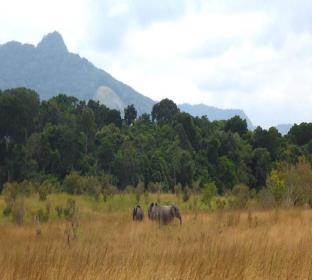 elephantsinbirougou national park