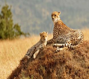 cheetah and its cub in kenya