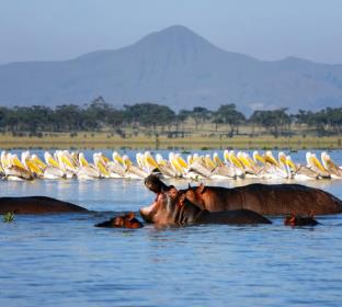 group of hippopotamuses in kenya