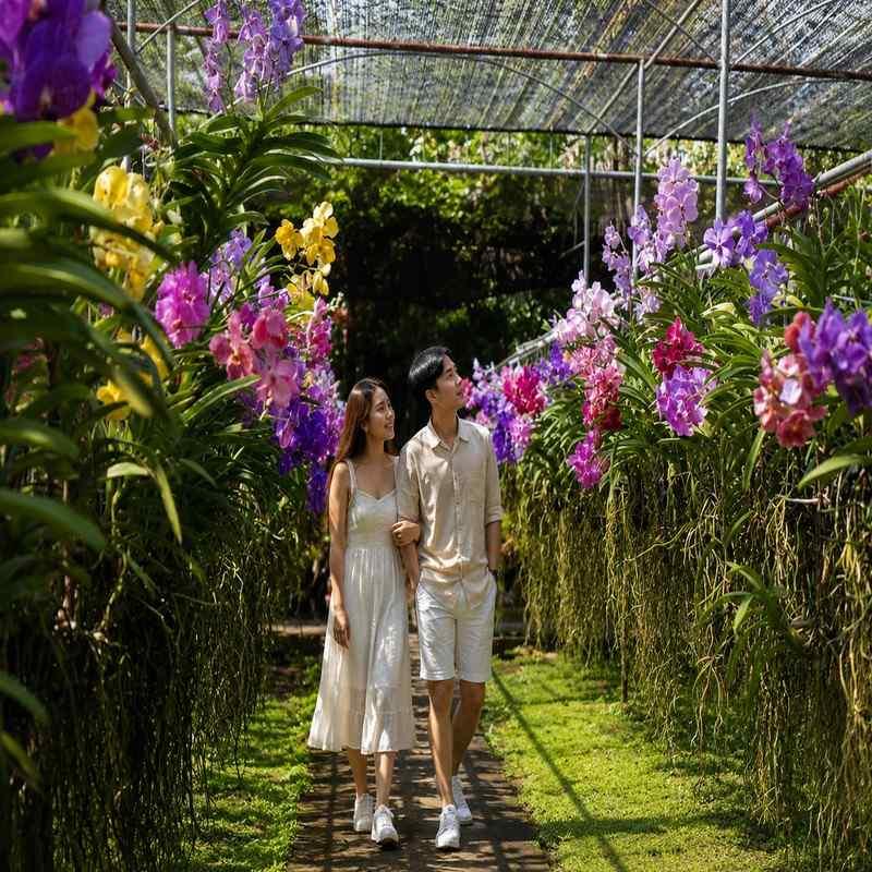 sai nam phung orchid farm chiang mai honeymoon
