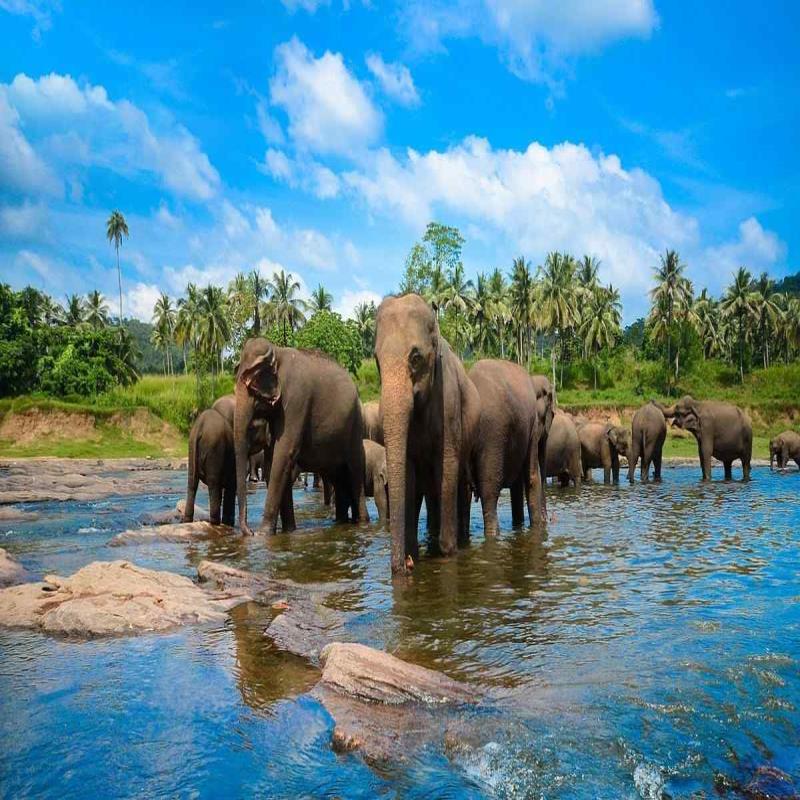 pinnawala elephant orphanage sri lanka