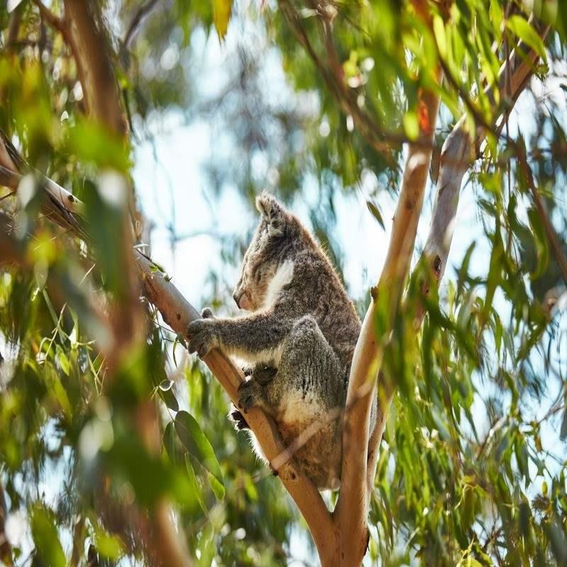 koala conservation reserve phillip island 100kb