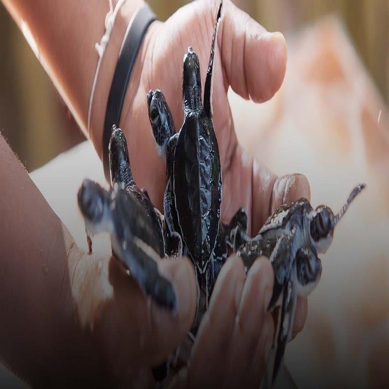 kosgoda sea turtle hatchery 1920x700 1 100kb 1
