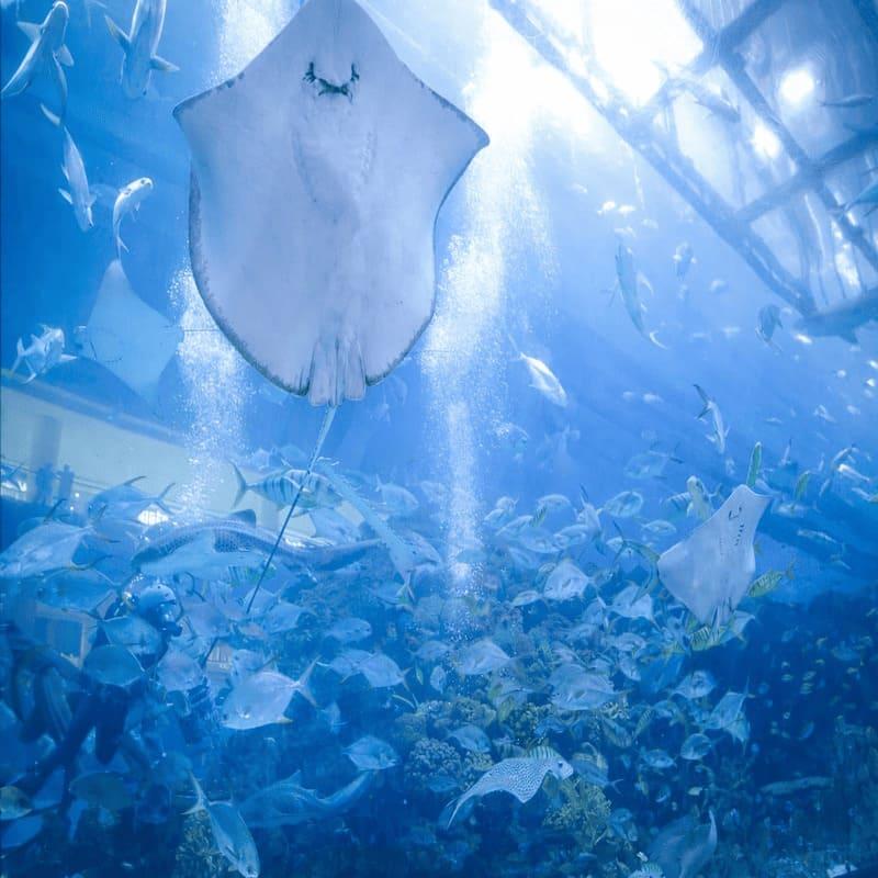 dubai aquarium dubai