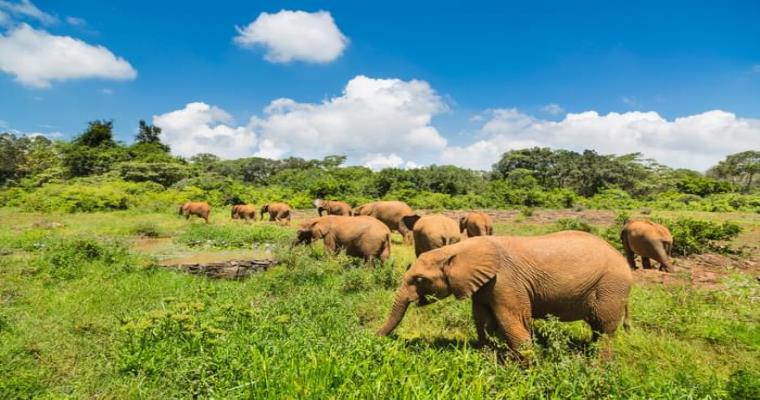 elephants in kenya