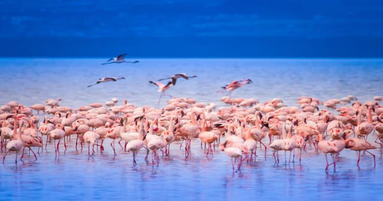 flamingoes wading in the waters of masai mara national reserve kenya