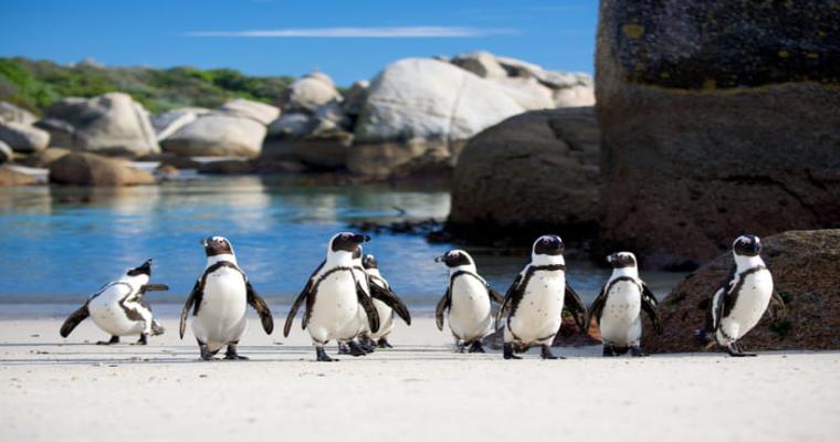 cape point and peninsula tour 01