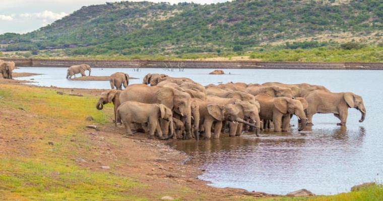 pilanesberg national park 01