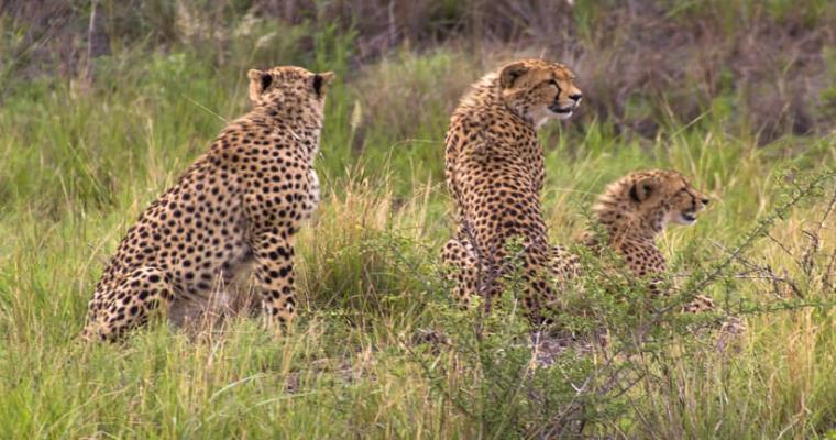 pilanesberg national park 04