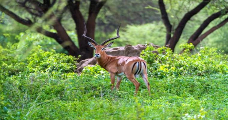 an impala in the green landscape of lake manyara national park
