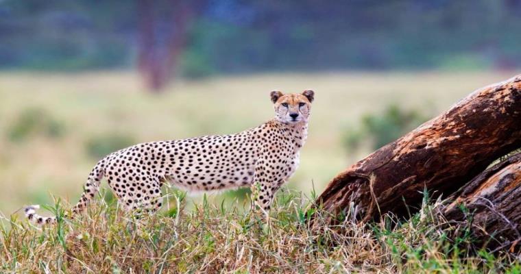 cheetah in the grasslands of tarangire national park