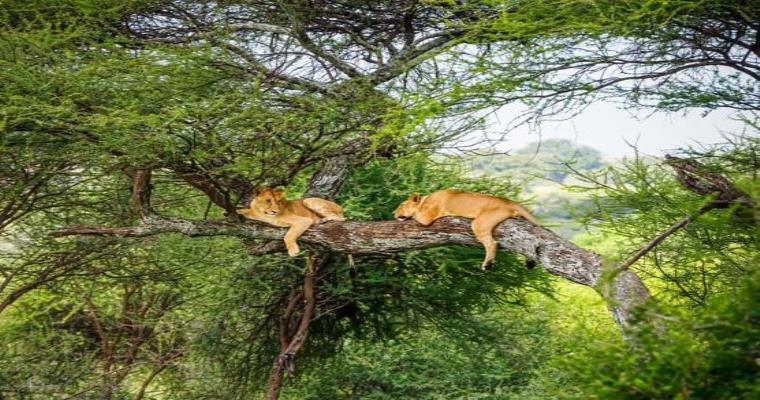 lions resting in the trees of tarangire national park