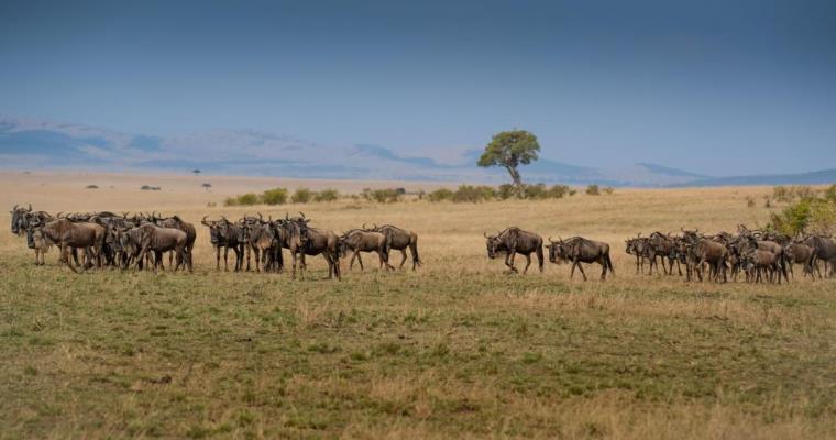 wildebeest herds on the serengeti plains