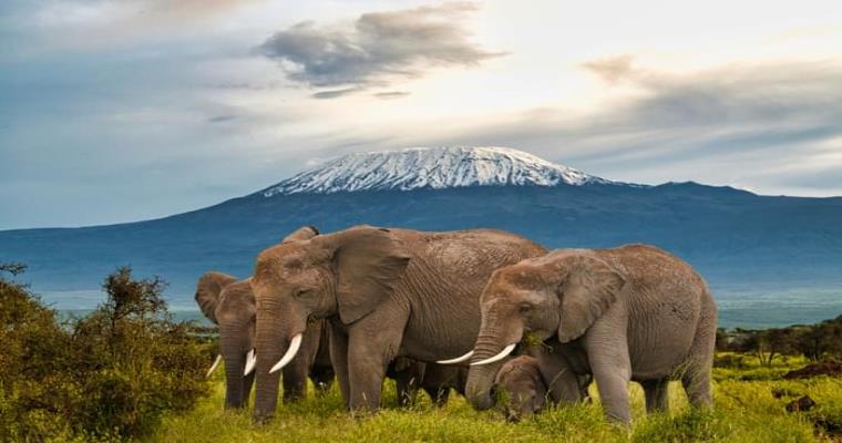 amboseli national park in kenya famous for its large elephant herds and the iconic backdrop of mount kilimanjaro
