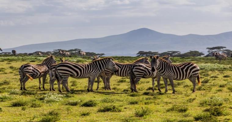 group of zebras in kenya