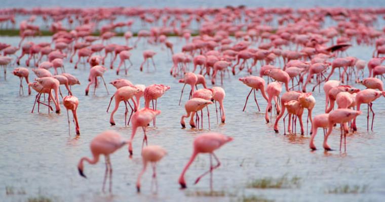 large flock of flamingos likely lesser flamingos in a shallow body of water
