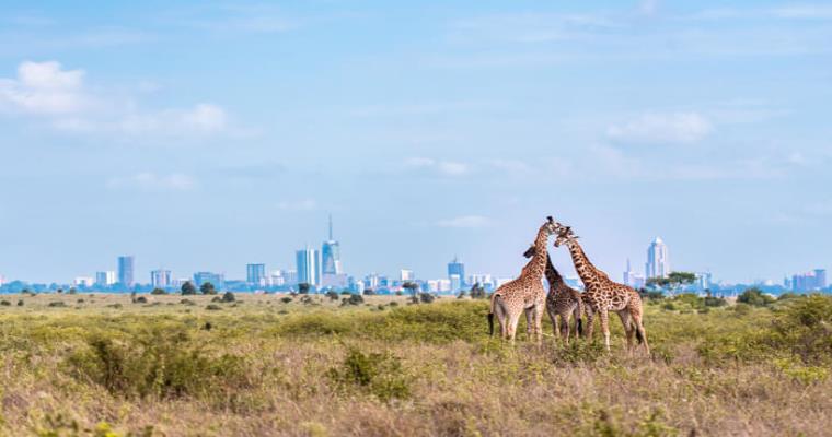 masai giraffes in kenya