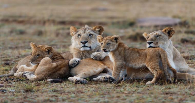 pride of lions in kenya