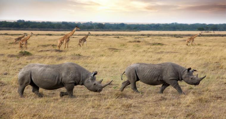 two black rhinos and a herd of giraffes in the masai mara kenya