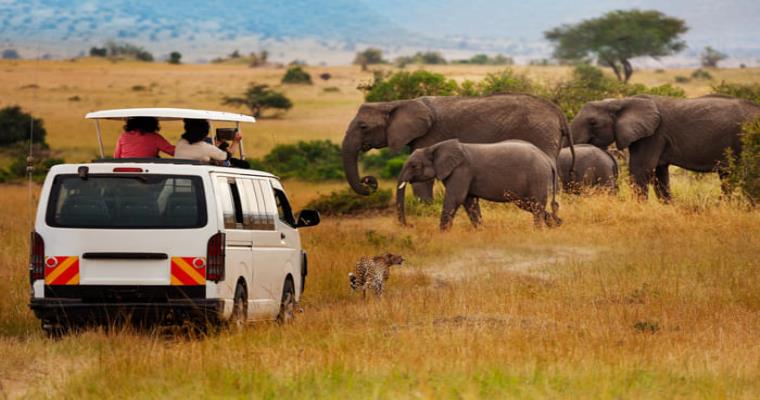 wild safari in kenya