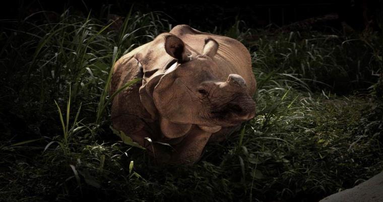 night safari singapore