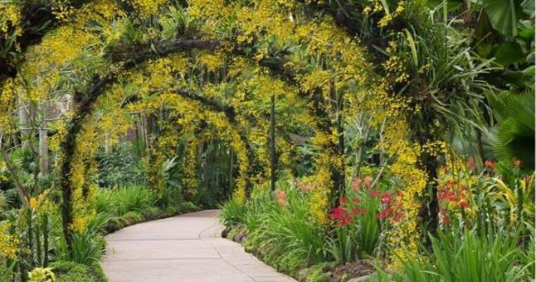 what to see in singapore botanic garden