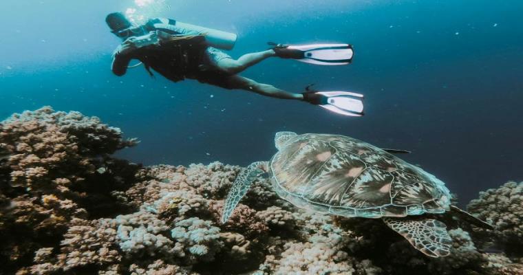 scuba diving in koh tao