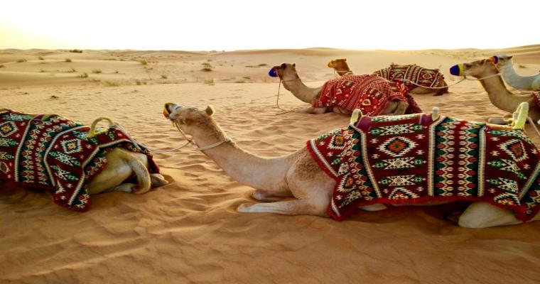 desert safari