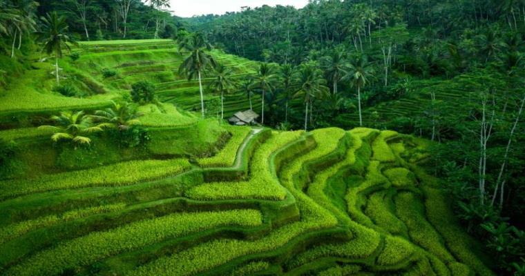 tegalalang rice terraces