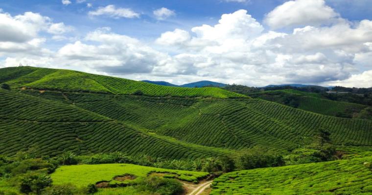 cameron highlands