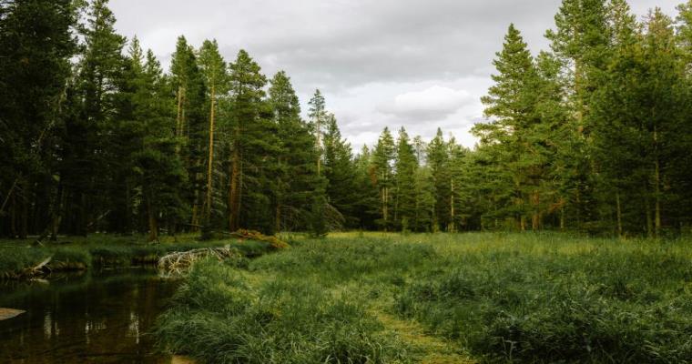 lush forest