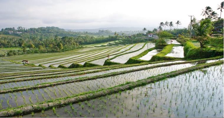 tegalalang rice terraces