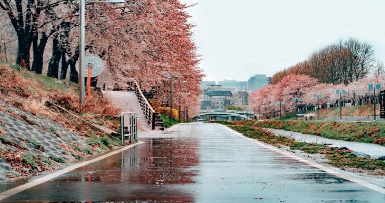 south korea cherry blossoms 01
